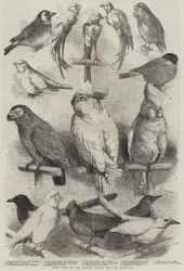 Aves premiadas en la exposición del Crystal Palace